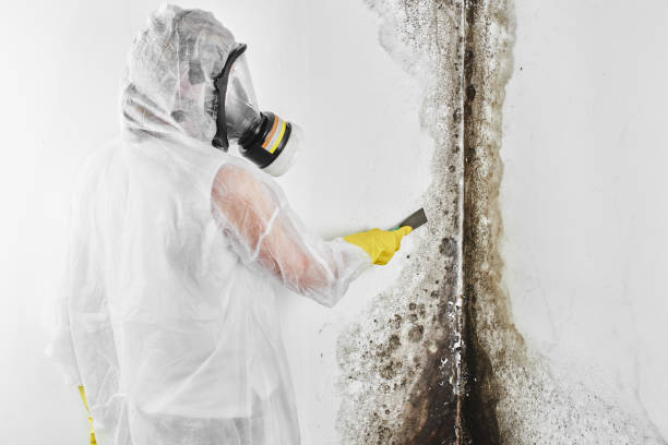Best Toxic Mold Removal  in Clute, TX