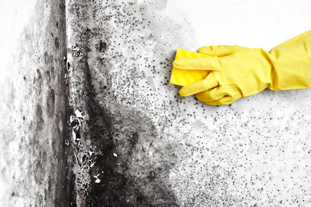 Best Toxic Mold Removal  in Clute, TX