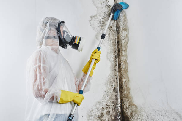 Best Attic Mold Removal  in Clute, TX