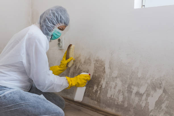 Best Mold Damage Repair  in Clute, TX