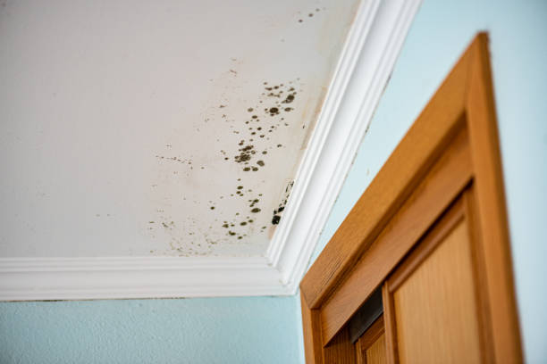 Best Mold Removal Specialists  in Clute, TX