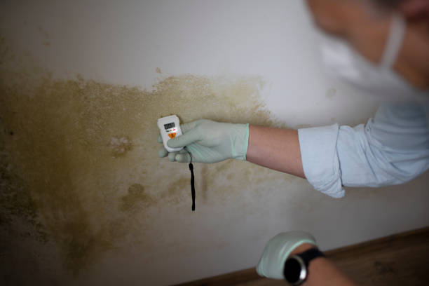 Best Home Mold Removal  in Clute, TX