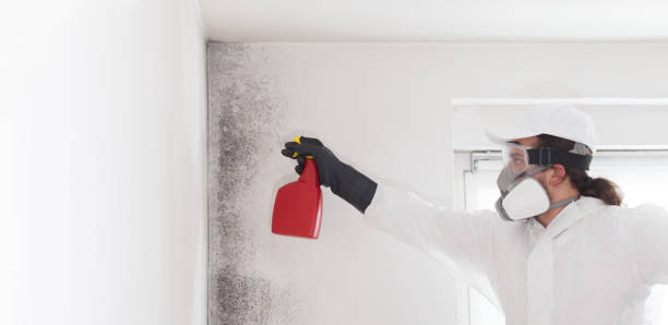 Clute, TX Mold Removal Company