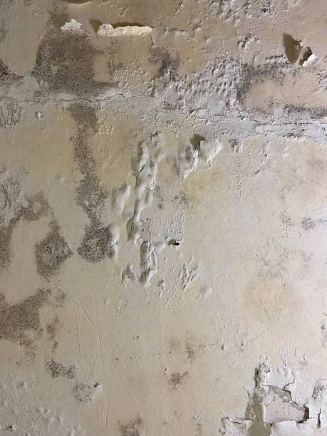 Best Black Mold Removal  in Clute, TX