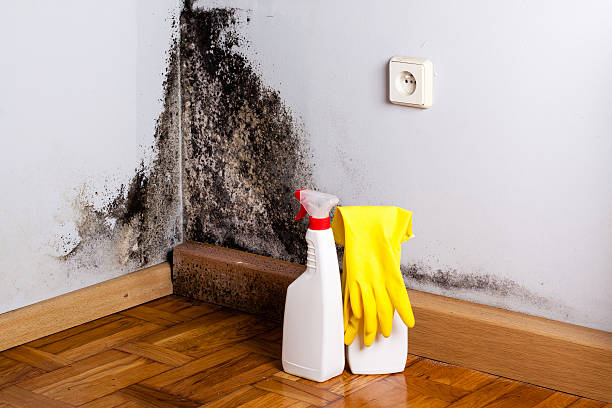 Best Crawl Space Mold Removal  in Clute, TX