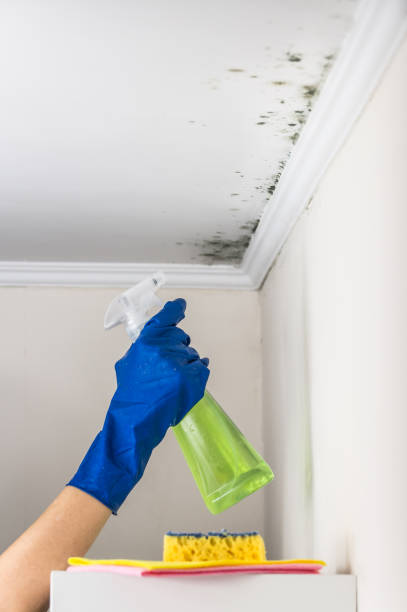 Best Certified Mold Removal  in Clute, TX